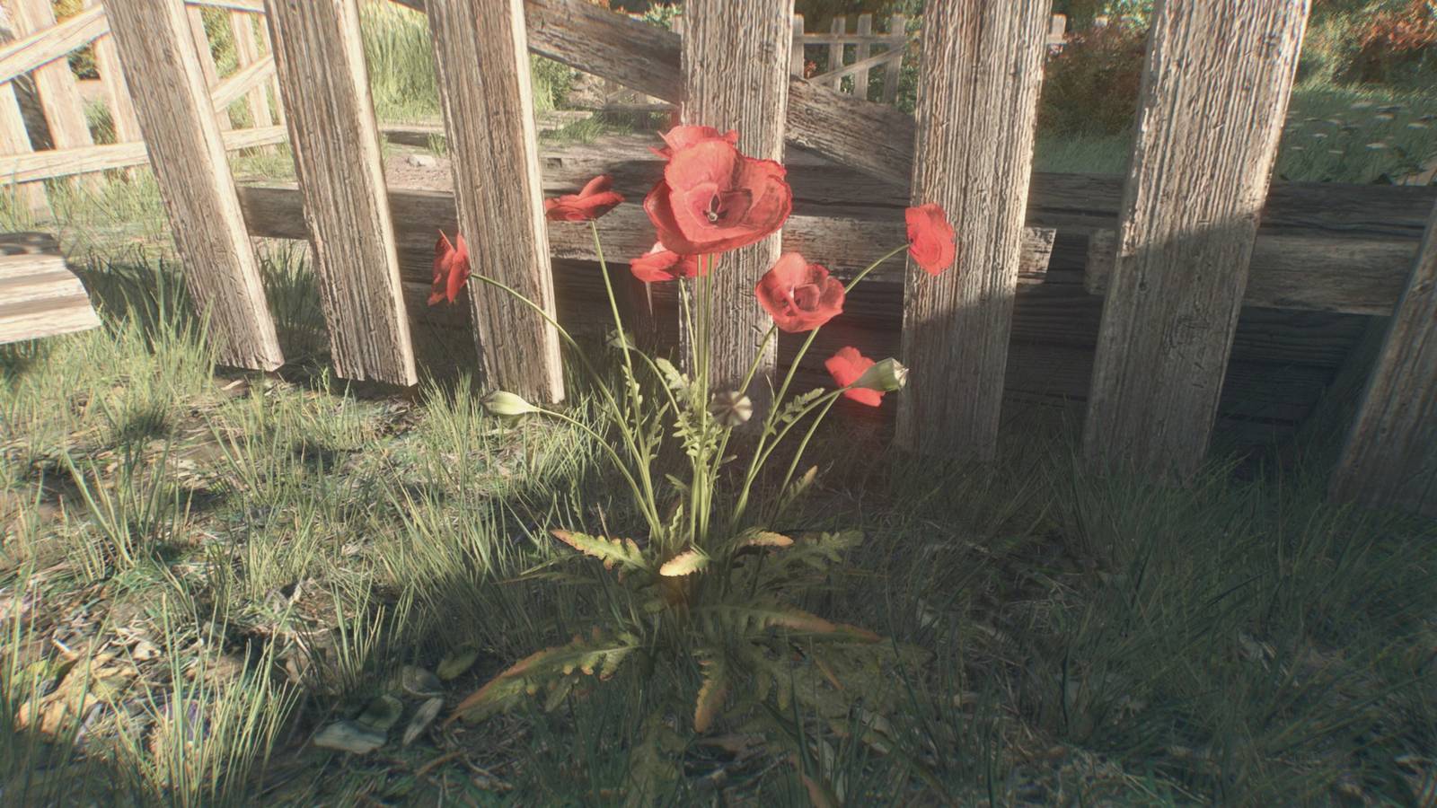 Luz moribunda La bestia - dónde encontrar poppy