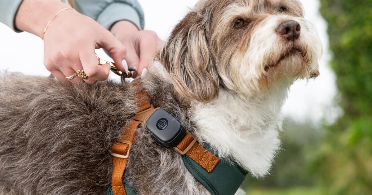 ¿Tecnología portátil para tu perro? Life360 lanza un nuevo rastreador de mascotas