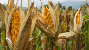 Las divisas del agro sumaron $2918 millones en julio, y acumulan 16.297 en el año