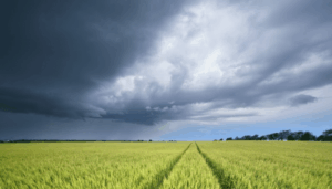 El Niño: cómo impacta en los cultivos y los alquileres rurales