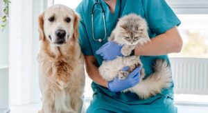 Veterinario: la castración, clave para la salud de perros y gatos