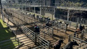Vacunos: demanda selectiva y precios en baja en Cañuelas