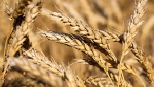 Repunte del trigo por ataques entre Rusia y Ucrania: qué pasa con el girasol y el maíz