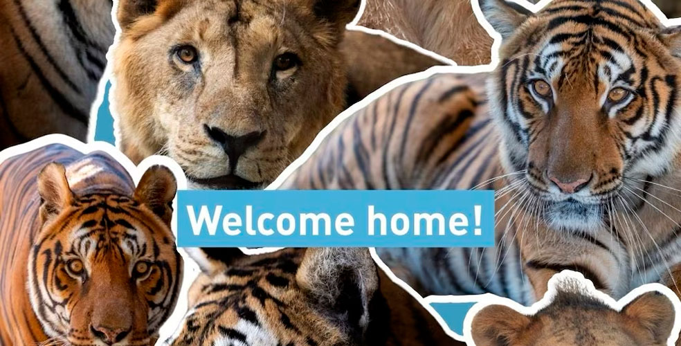 Los felinos del exzoológico de Luján ya viven en santuarios