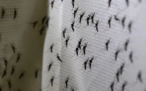 Mosquitos de la inundación: la lluvia de octubre enciende las alertas