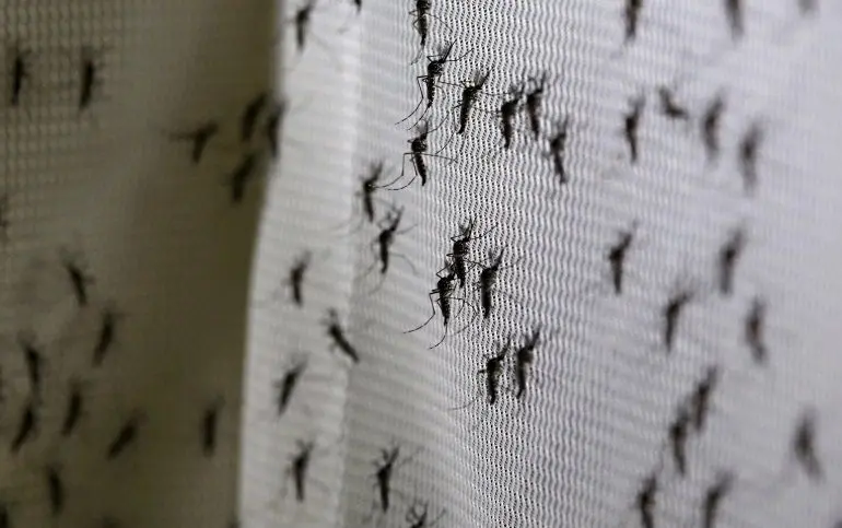 Mosquitos de la inundación: la lluvia de octubre enciende las alertas